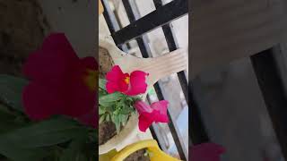 Antirrhinum or Snapdragon or Dog Flower first blooms youtubeshorts terracegardening views shorts [upl. by Eirrotal]