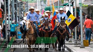 7ª Cabalgata Solo mulas  TvAgro por Juan Gonzalo Angel Restrepo [upl. by Hcirdeirf982]