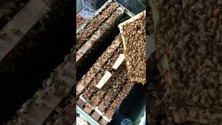 Bee Strong bee beekeeping beelife beehive honey shorts agriculture queenbee satisfying [upl. by Ahsienahs]