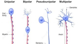 TYPES OF NEURON  UNIPOLAR MULTIPOLAR BIPOLAR MYELINATED AND NON MYELINATED NEURONS CLASS XI [upl. by Croft599]