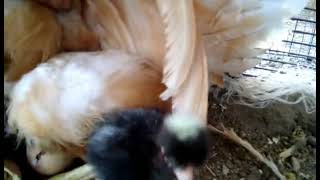 isa brown hen hatching barred turken chicks [upl. by Henigman]