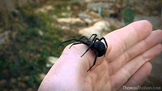 Handling a Female Black Widow Spider Latrodectus mactans [upl. by Aidekal272]