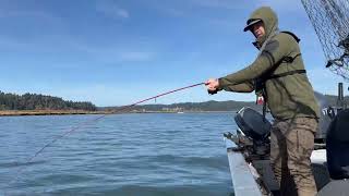 Coho Salmon Fishing “NonSelective Salmon” at Lower Umpqua River [upl. by Lindi]