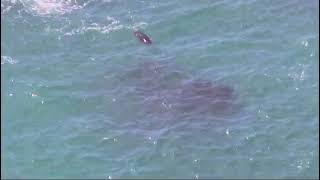 Grey Seal in the Sea [upl. by Yrrad1]