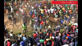 Random Bullfighting Mayhem Bulls Turn on Fans in Unpredictable and Thrilling Moments [upl. by Leagiba]