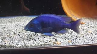 Placidochromis Gissel Breeder Male [upl. by Kampmann]