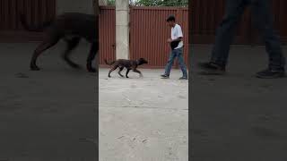 Belgian malinois obedience foundation  Belgian malinois puppy  K9 School india doglover [upl. by Mathi]