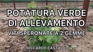 Vite Potatura verde di allevamento le regole  viti speronate a 2 gemme [upl. by Eliath]