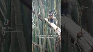 Macacos pregos no Horto Florestal de São Paulo [upl. by Nniuq]