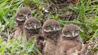 May 2013 Burrowing Owl Update [upl. by Jaquelyn]