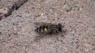 Hover Fly Syrphidae Helophilus fasciatus Grooming [upl. by Ecikram]