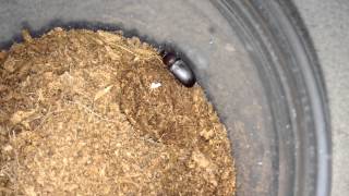 Trapdoor Spider Feeding Finally uses its trapdoor [upl. by Normand683]