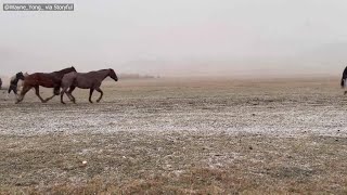 VIRAL Beautiful horses excited during First Day of Snow in Montana [upl. by Snodgrass243]