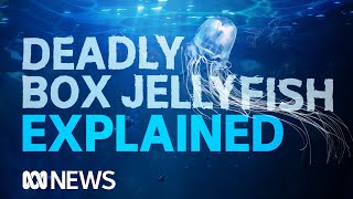 Box jellyfish The worlds most venomous creature takes another life  ABC News [upl. by Retsae]