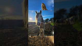 Gypsy Vanner horse at HorsefeathersFarmTNcom gypsyvanner horse equestrian equine [upl. by Ennayt313]