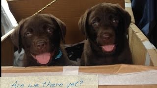 Welcome Home 8 Week Old Chocolate Labrador Puppy [upl. by Alva131]