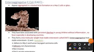 EAEC Enteroaggregative EColi [upl. by Harv]