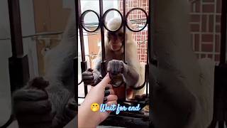 Monkey funny video youtubeshorts shortsfeed trending bajrangbali viralvideo viralshorts music [upl. by Teria]