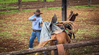 Cuidado cowboy ⚠️ [upl. by Ahsiela3]