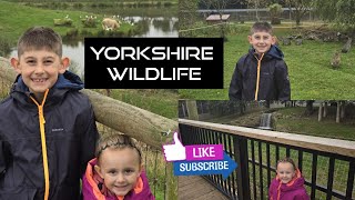 Yorkshire Wildlife [upl. by Iila]