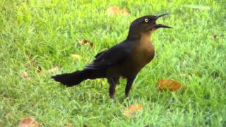 Female or Juvenile Greattailed Grackles Quiscalus mexicanus [upl. by Collar]