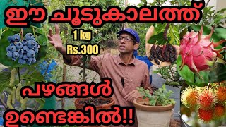 ഫ്രൂട്ടുകൾ വിളയിക്കാം പരിചരണത്തിലൂടെfruitsplantspruningfertilizationorganic fertilizerblooming [upl. by Lash]