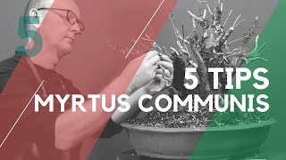 Styling a Myrtle communis for bonsai [upl. by Ynffit340]