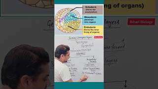 Germinal layers  Embryonic layers neet2025 nursing animalkingdom [upl. by Anaele]