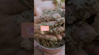 Aralia Plant Propagation From Cutting ytshort shortvideo viral Plant [upl. by Sosthenna465]