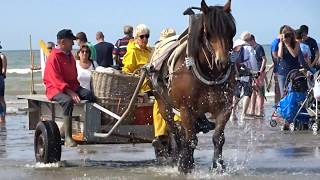 paardenvissershorse fishermen oostduinkerke belgium [upl. by Cavanaugh690]