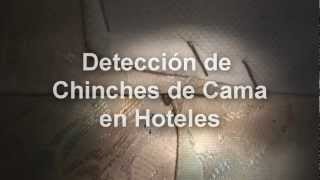 Detección de Chinches de Cama en Hoteles [upl. by Stephen]