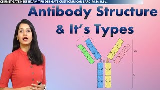 Antibody Structure amp its types I Immunology I Human health amp diseases I CSIRNET NEET GATE IITJAM [upl. by Wileen251]