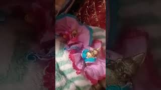 Rahde rahde  song  you tube shrot video  Mera madhavgopal  love  ladu gopal ♥️🦚🙏 [upl. by Nilved]