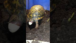 Box turtle laying eggs 2023 [upl. by Proudfoot]