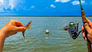 I Tossed a LIVE SHRIMP at This Bouy and Caught My FIRST ONE Ever [upl. by Aulea]