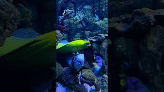 nature oceanarium aqarium morayeel relax relaxing [upl. by Krute]