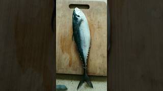 Mackerel fishbangda fish cuttingfishcuttingskill youtubeshorts [upl. by Rhiamon307]