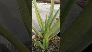 Elovera plant care gardening shorts ytshots [upl. by Yennej351]