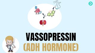 Vassopressin ADH hormone  secretion physiology and fuctions [upl. by Geller]