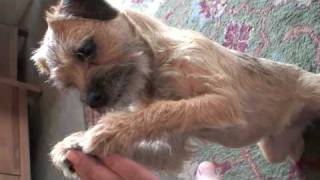 Sara Border Terrier  A day with [upl. by Adrian]