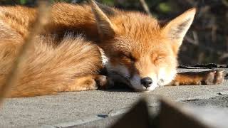 Cilla The Fox Lazing On A Sunday Afternoon [upl. by Poppas322]