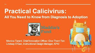 Practical Calicivirus All You Need to Know from Diagnosis to Adoption  webcast [upl. by Piefer]