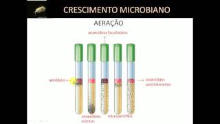 Crescimento Microbiano Parte 2 [upl. by Dnamron869]