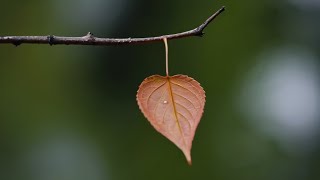 Nhạc Nền Làm Video  Wistful Harp [upl. by Yllim]