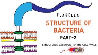 Structure of Bacteria  Part 2  Flagella  Pili  Capsule [upl. by Mccully]