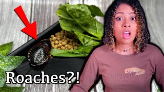 Best Feeders  Dubia Roach Care Guide [upl. by Neillij]