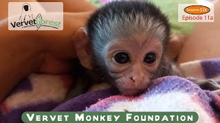 Tiniest orphan baby monkey 🐒 arrive follow up on orphans foster mom introductions [upl. by Stevie788]