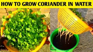 How to grow coriander in water only  Gardening 4u [upl. by Onej]