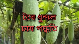 ছাদ বা ব্যালকনিতে ধুন্দল চাষ পদ্ধতি। খুব সহজেই ধুন্দল চাষ করতে চাইলে ভিডিওটি দেখুন। [upl. by Jourdan]