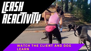 Watch as I coach a client through her 100lb dogs leash reactivity [upl. by Ysdnyl]